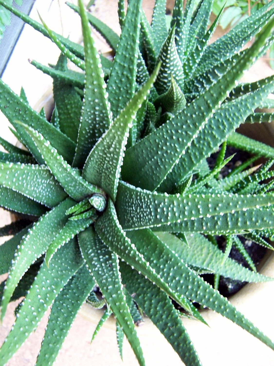 Aloe Aristata Baby Plant