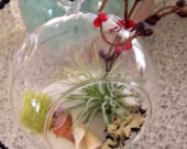 Three Hanging glass Terrarium, Air plant, Ionatha, 4.5 inches