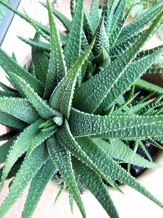 Items similar to Aloe Aristata Baby Plant on Etsy