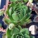 Hens and Chicks - 3 Plants - Sempervivum Collection