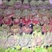 Hens and Chicks - 3 Plants - Sempervivum Collection