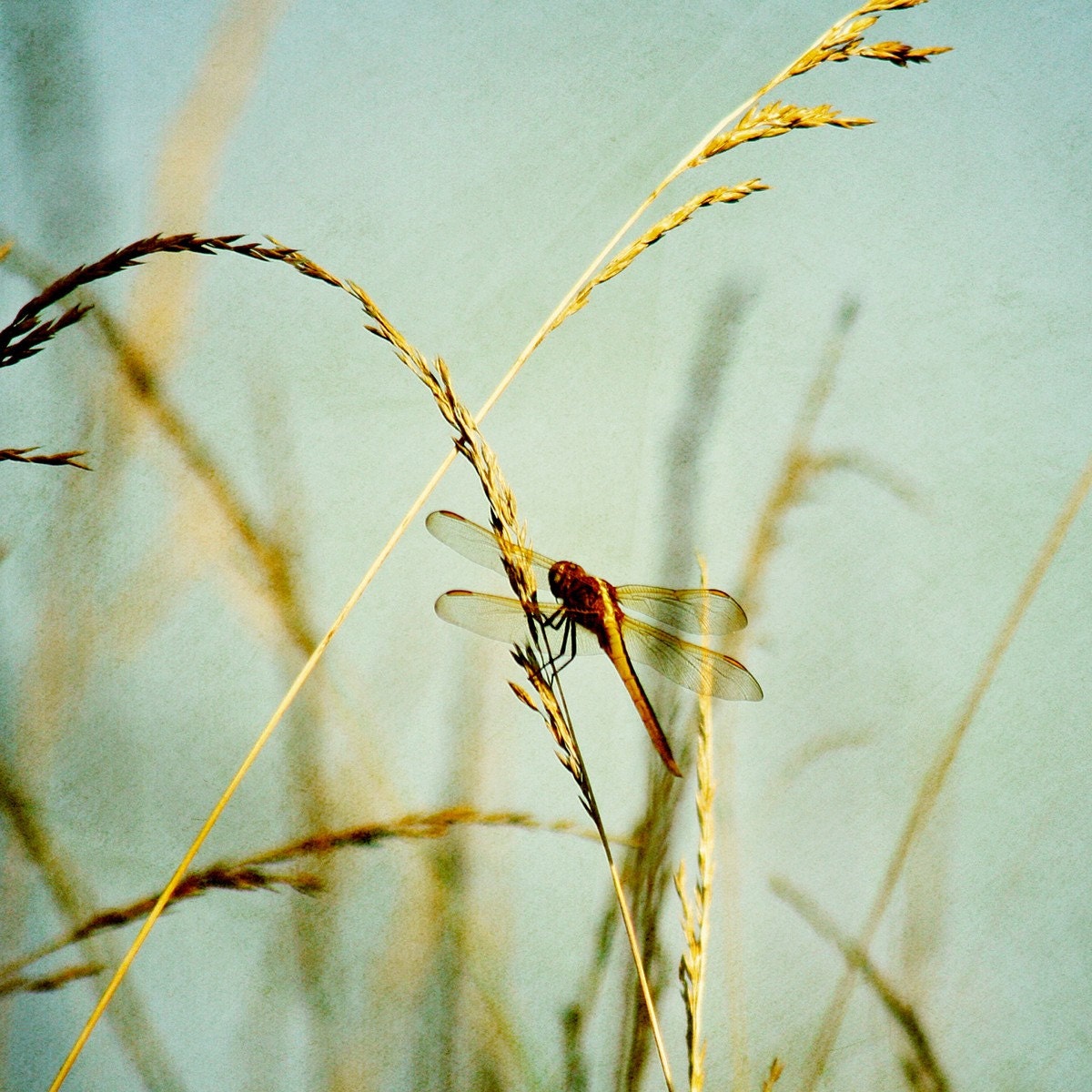 Dragonfly Kiss 8 X 8 Fine Art Photo Print