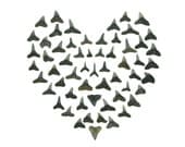 Shark Tooth Heart - 8 x 8 beachcombing valentine photograph
