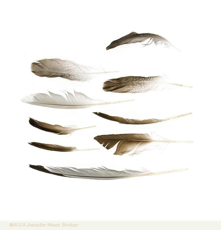 Sea Bird Feathers - 12 x 12 beachcombing photograph