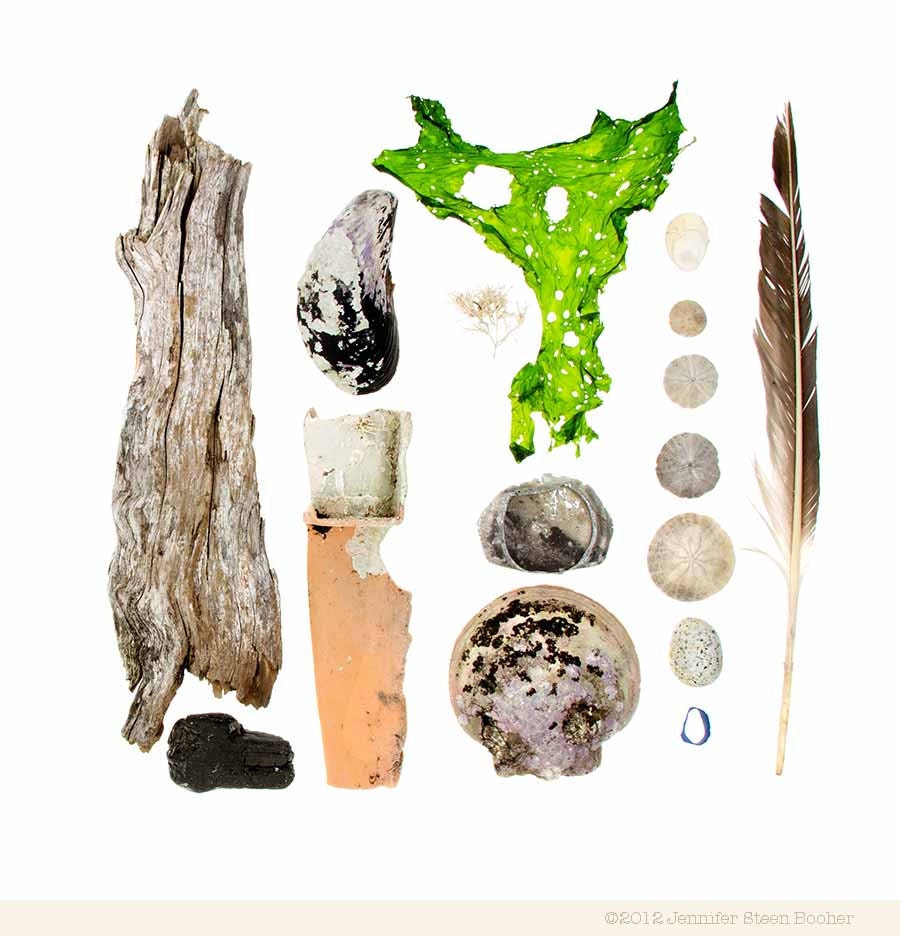 Beachcombing series No.62 - 12 x 12 photograph - feather, sand dollars, scallop shell, seaweed, driftwood