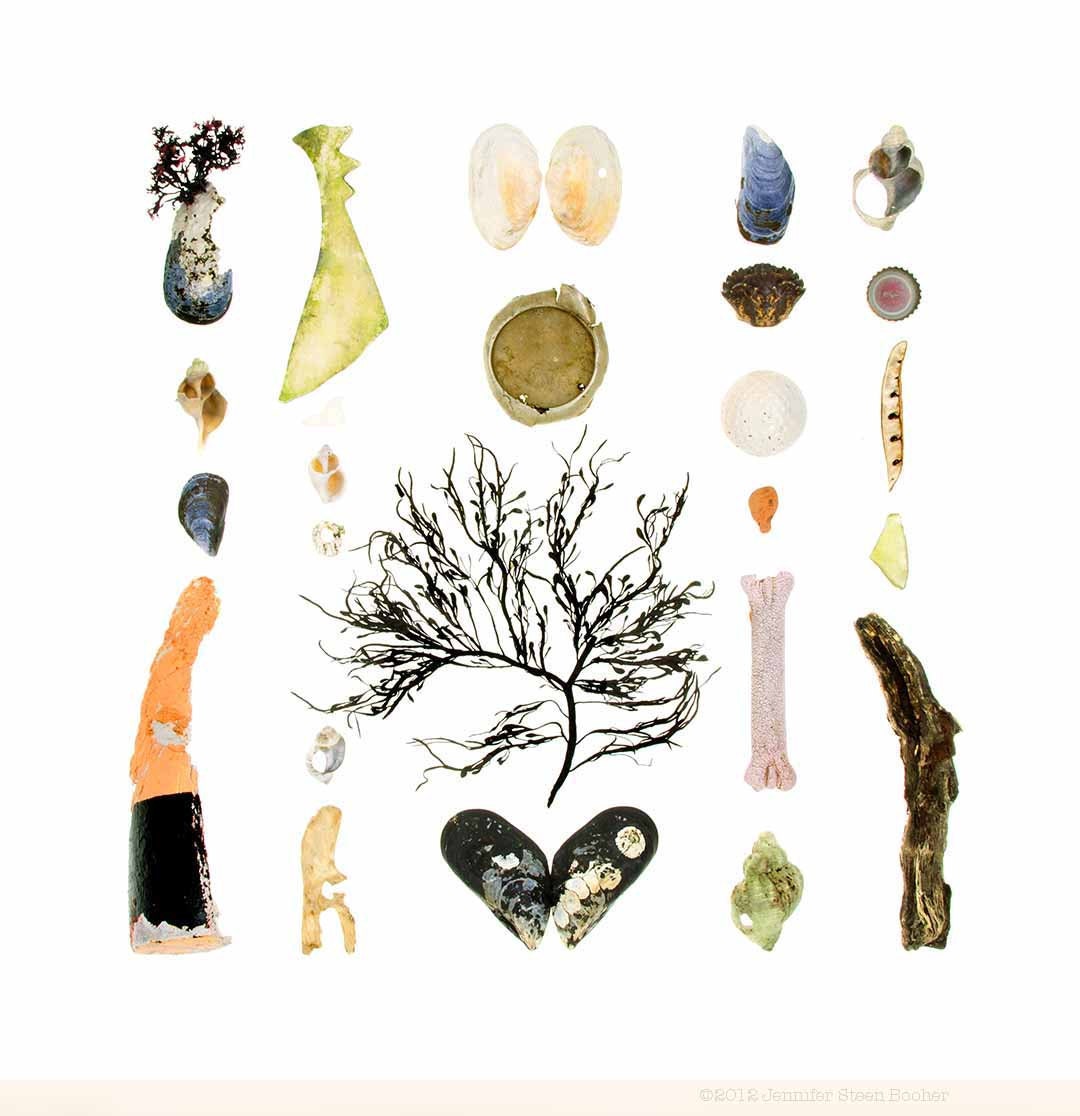 Beachcombing series No.59 - 12x12 photograph - seaweed, driftwood, sea glass, crab, whelk shell