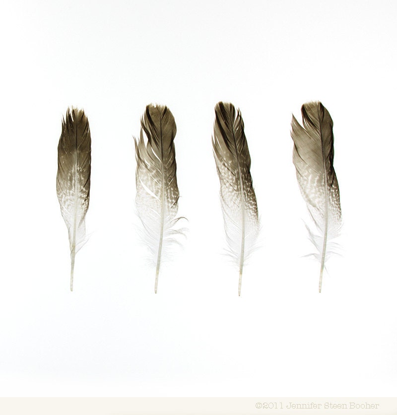 Beachcombing series No.42 - 8x8 photograph - Feathers, Maine