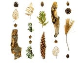 Set of 10  Notecards, "Woodland series No.62" - bark, lichen, ferns, pine cones, acorns