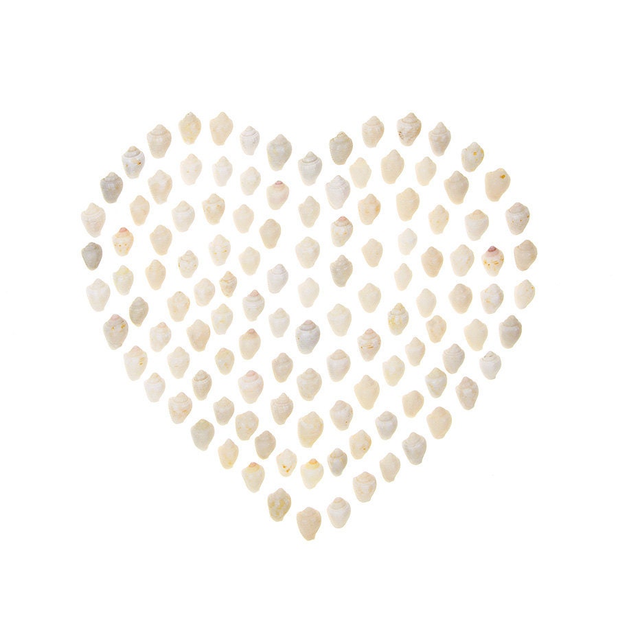 White Shell Valentine - 8 x 8 photograph - dove snail shell heart
