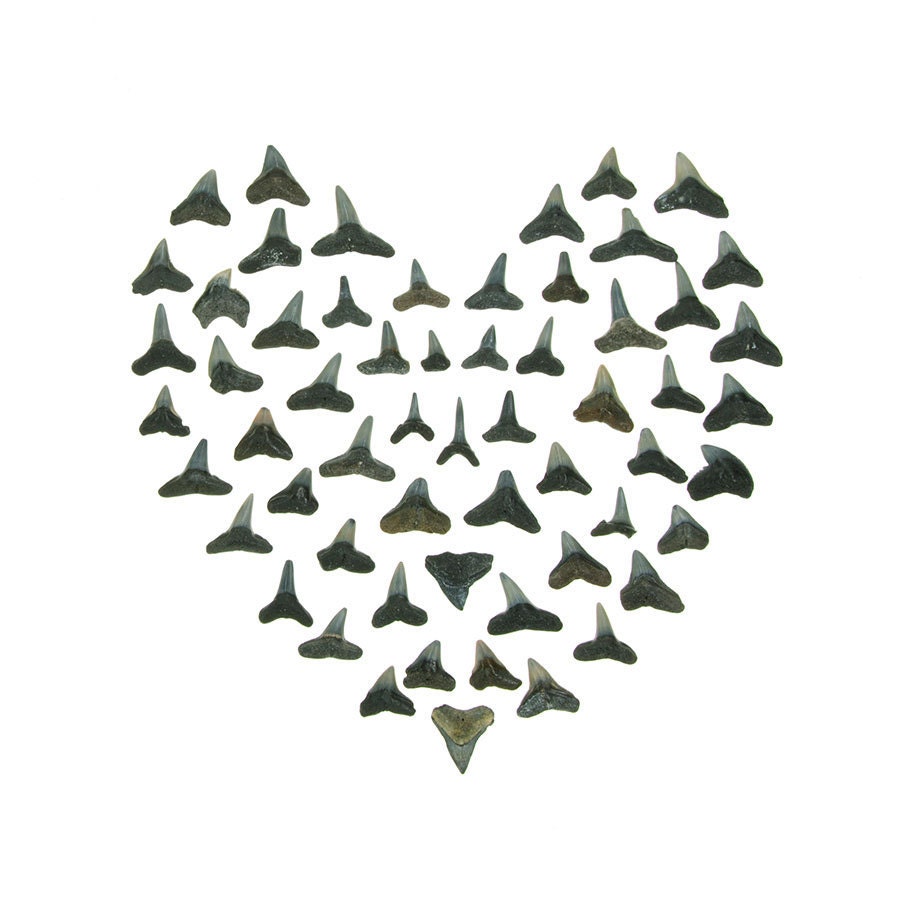 Shark Tooth Heart - 8 x 8 beachcombing valentine photograph