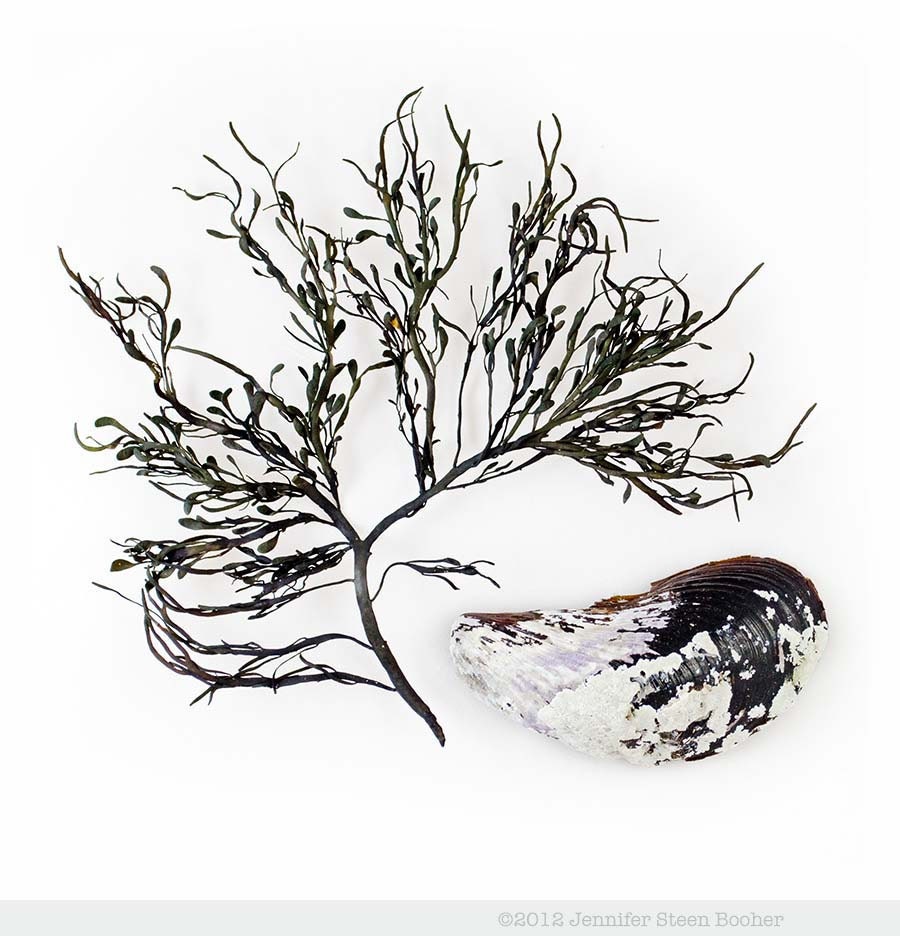 Rockweed and Mussel - 8 x 8 photograph - seaweed, shell