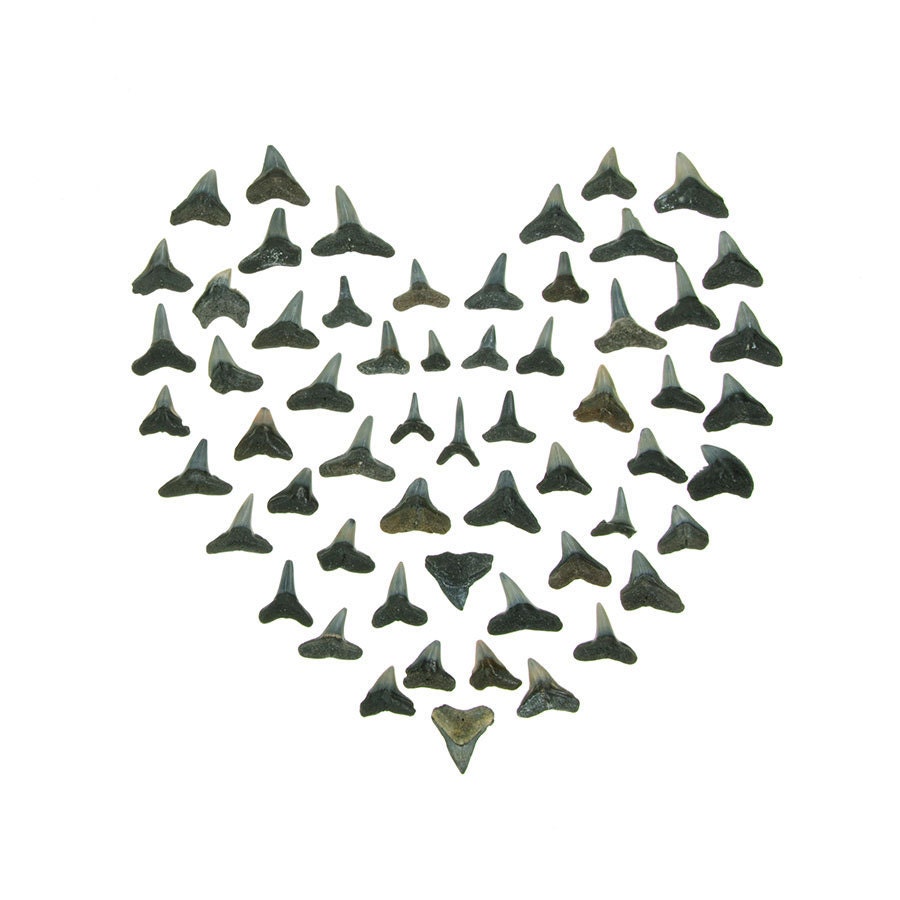 Heart Of Shark