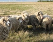 Raw FIBER BREEDS SAMPLER BOX  - NOW with MORE fibre goodness - 20 oz.