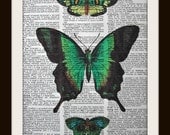 Green Butterfly Dictionary Art Print 8x10 vintage insect illustration