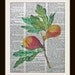 Art Print FIGS 8x10 Dictionary Gold Gilded Vintage Page