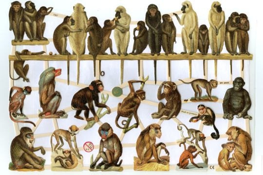 Monkeys Reproduction