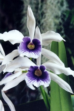 Orchid Flower Photo Greeting Card - Wedding Card - Flower Photography Fine Art - Orchids White Purple - Made in Hawaii - Note Card Blank
