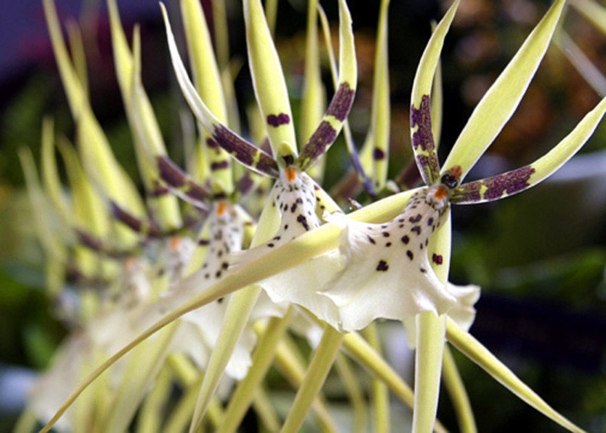 Orchid Flower Photography - Fine Art Photography - Exotic Yellow and White Brassia Orchids - Nature Photography - Made in Hawaii