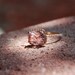 ON HOLD 3.48ct Peach lavender champagne in cushion rose gold diamond ring-1st payment