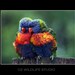 Rainbow Lorikeets Matted Print - Lean on Me - 8 x 10 inch