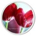 Red Tulips Coasters Set of 6