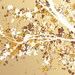 Tree Blossoms Art - Carefree Days (gold) - 24x36 LARGE Print