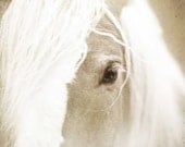 Horse photo black and white nature print equestrian art monochromatic home decor fine art photography 5x5 photograph
