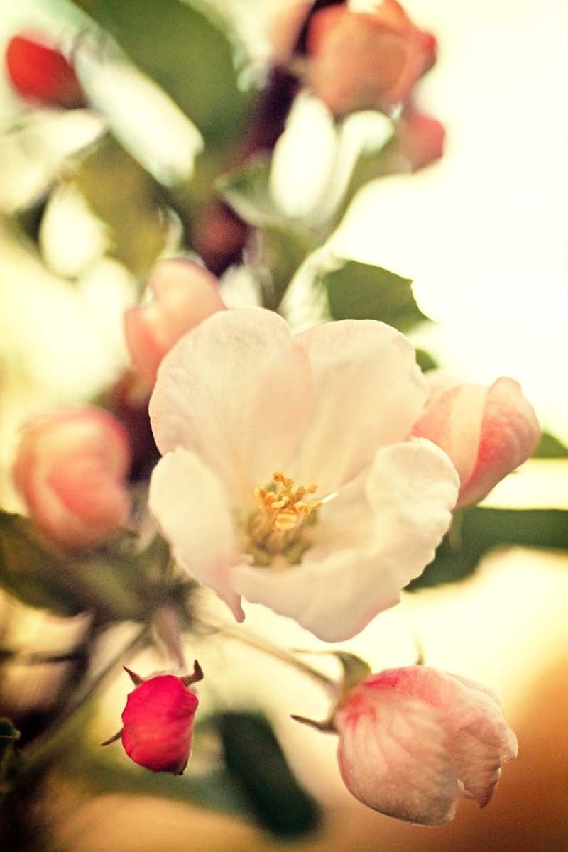 Flower photography apple orchard pink blush spring blooms - In A Peaceful Orchard - Red, Green, Honeysuckle Fine Art Photography
