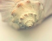 Seashell photography monochromatic art seashell photo beach photograph peach ocean art summer cottage ocean photo coral pink home decor 8x8 - CarlChristensen