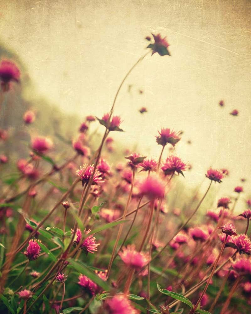 Spring nature photography purple wall art rustic decor fuchsia flower shabby chic print - french country home - 8x10 photography