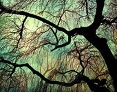 Nature Photography, home decor, wall art, tree photography, mint green, lone tree, woodland print, rustic decor - 11x14