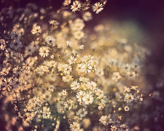 Spring flower photography shabby chic decor white flower art dark blue cream wildflower daisy, linen - In A White Field