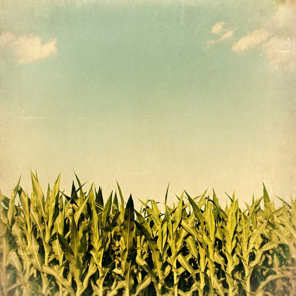 Corn field nature photography, farm art, rustic decor, fine art, field of dreams, summer corn crop - Around Here 8x8