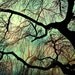 Tree Photography home decor nature prints autumn color - Forest For The Trees - 6 art prints set  - 5x7 and 5x5 photographs
