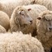 Sheep Photography Nursery Sheep Art Fine Art Nature Photography Sheep Art - A Very Wooly Group Of Sheep - 8x10