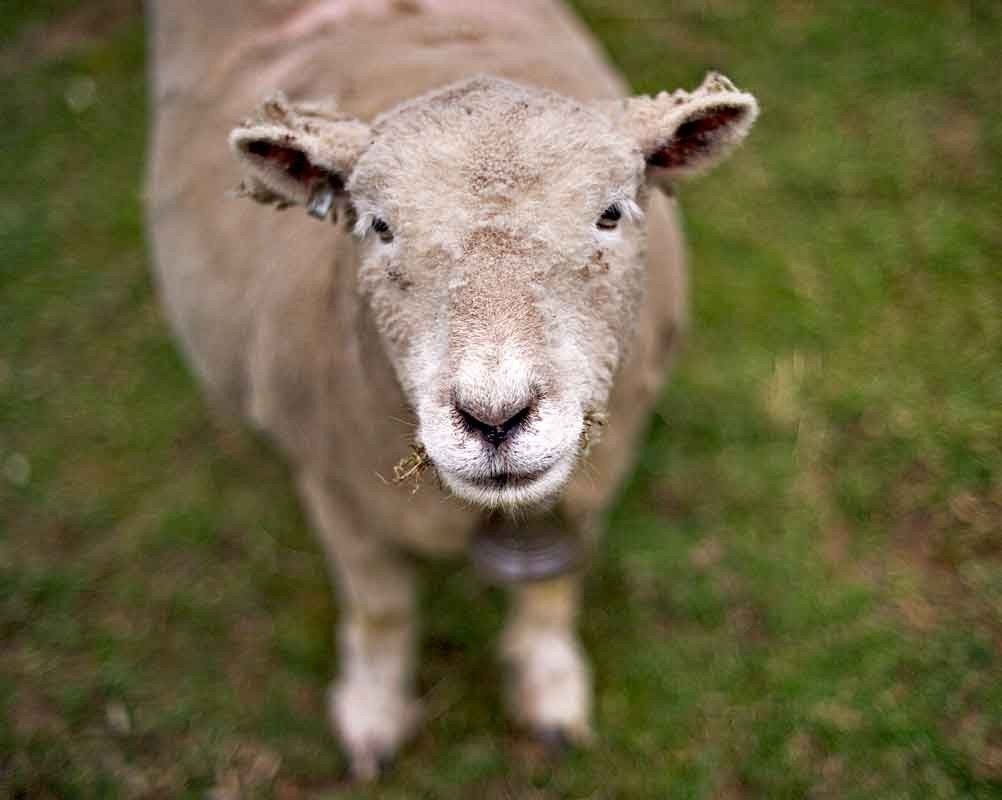 Nursery decor sheep photography children's room animal photograph - 8x10