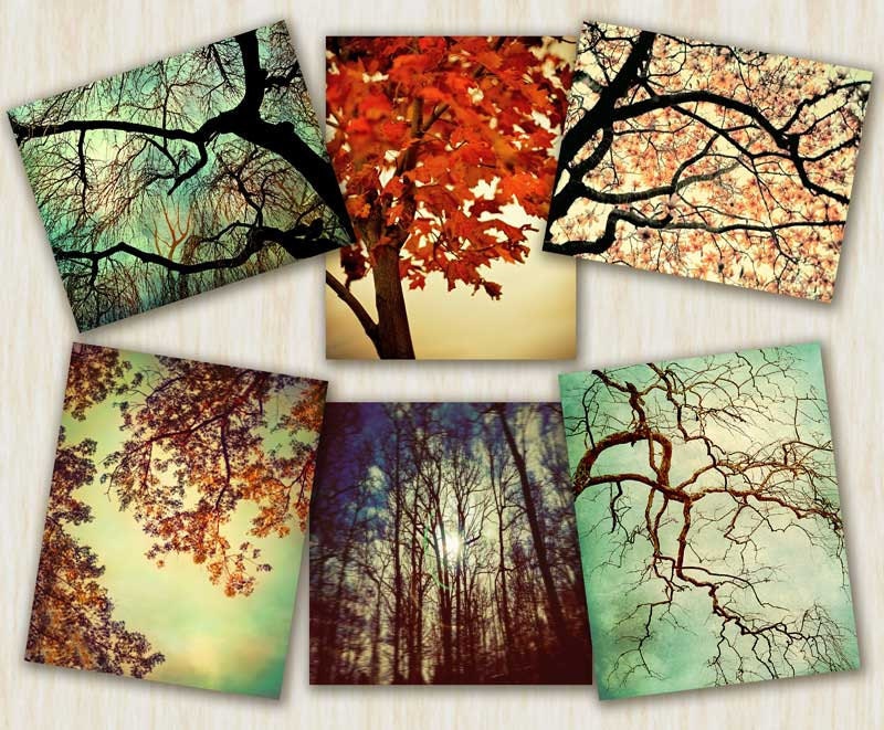 Nature photography, tree photography, home decor, hiking outdoors art naturalist woodland tree prints unisex gift 6 large prints - 8x10