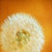 Dandelion art, flower photography, shabby chic decor, orange spring dandelion bold bright nursery art - Orange Wish - 5x5
