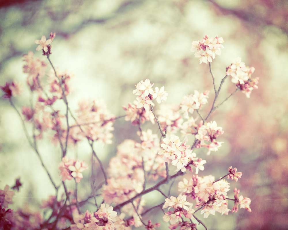 Nature photography Spring flowers pink wedding decor shabby chic flower print french country pale blush botanical print