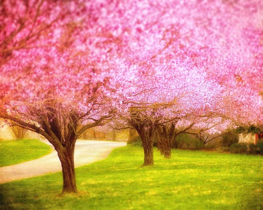 Children's decor nursery photography for a little girl's room, pink decor, cherry blossoms kids room pink green large art - 16x20