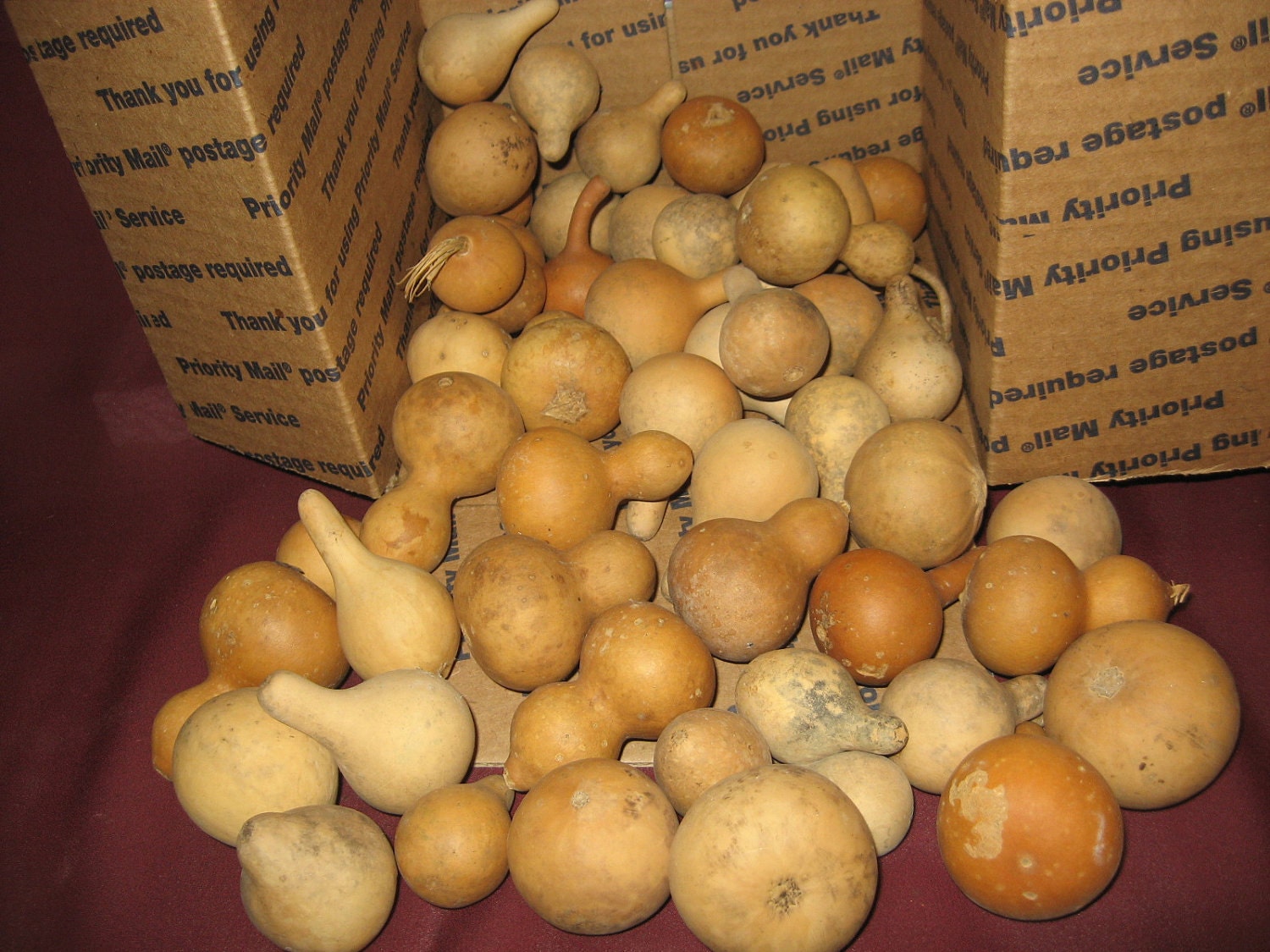 Tiny Mini Craft Gourds, Cleaned, Dried, Craft Ready Box of 50 Tiny Mini Gourds