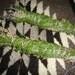 2 Smudging Wands Sage Cedar Lavender and Sweetgrass