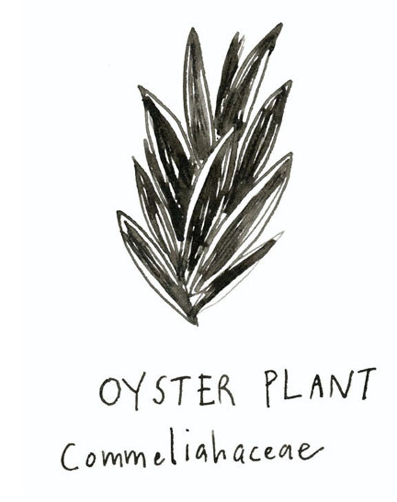 A coloring book of Plants
