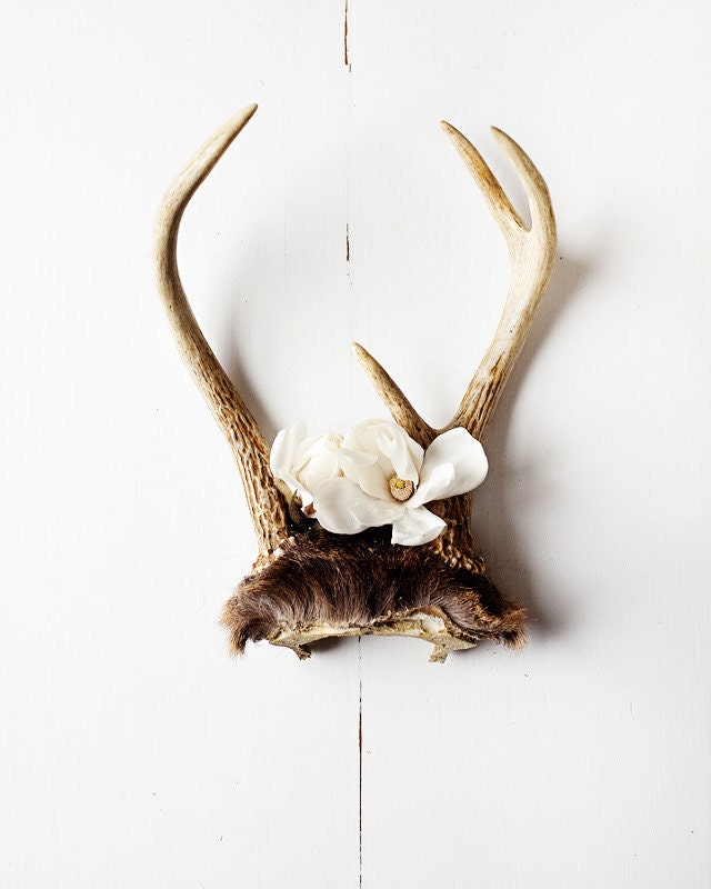 Antler No. 6979