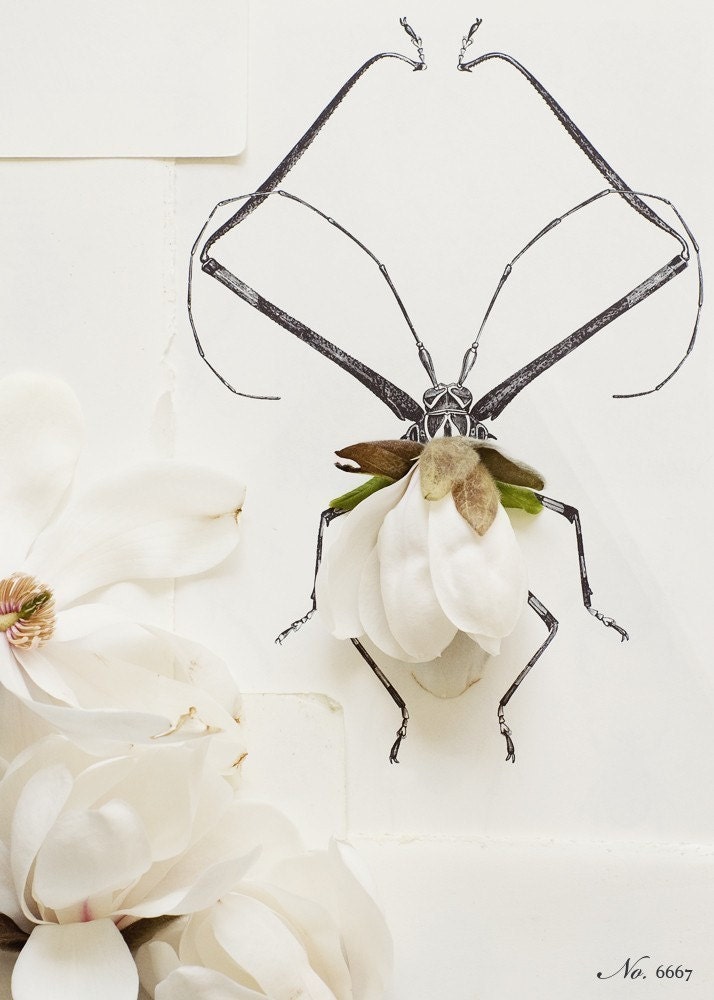 Magnolia Bug no.6667