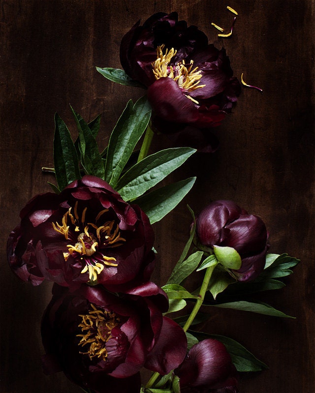 Botanical No.5521