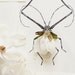 Magnolia Bug no.6667