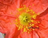 Poppy flower photograph  5x7