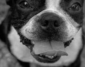 Andi the Boston Bull Terrier 8x12