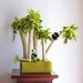 Clump of bamboo trees with two pandas